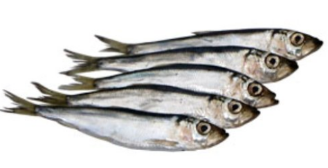 Салака с/м, нерозібрана, 16см+, ДСТУ 4868, 1 кг